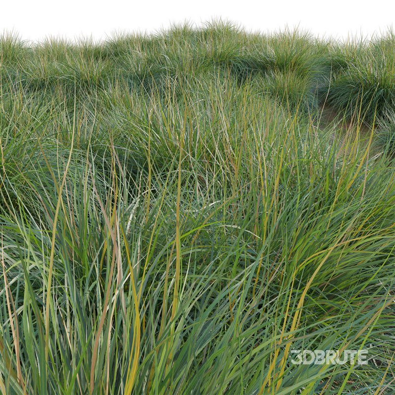 Muhlenbergia rigens – Deer Grass Image 4