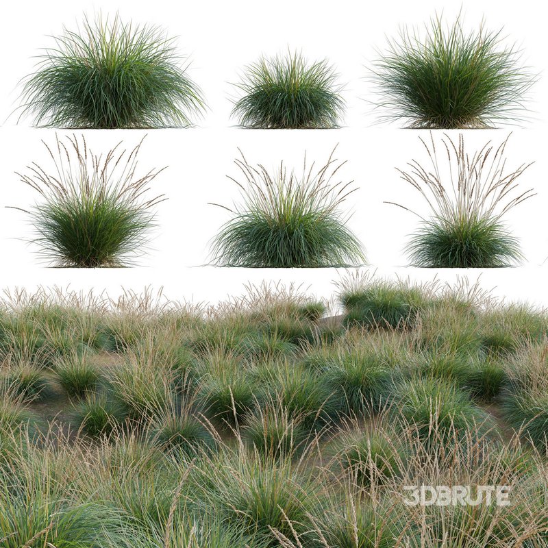 Muhlenbergia rigens – Deer Grass Image 1