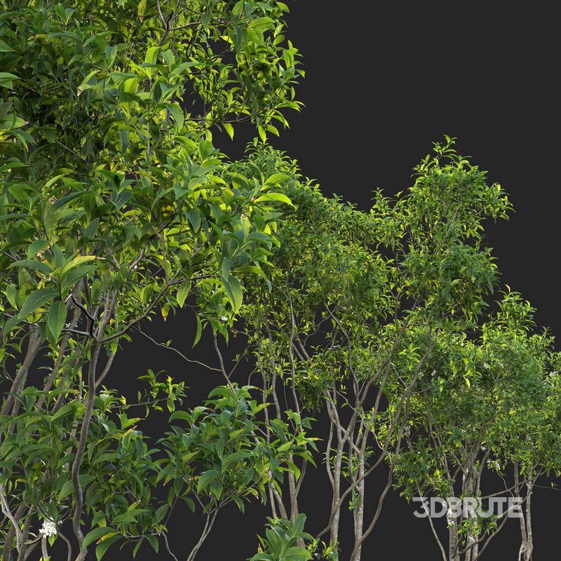 Osmanthus fragrans – Fragrant Olive Image 3