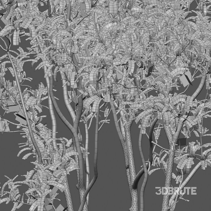 Osmanthus fragrans – Fragrant Olive Image 5