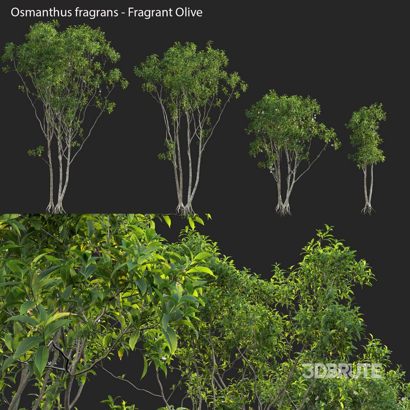 Osmanthus fragrans – Fragrant Olive Image 1