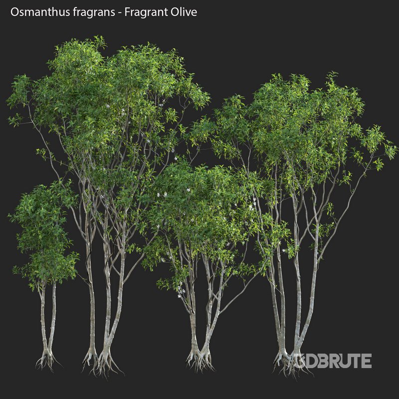 Osmanthus fragrans – Fragrant Olive Image 2