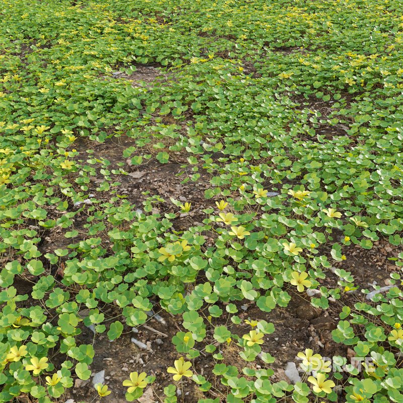 Oxalis suksdorfii grass Image 3