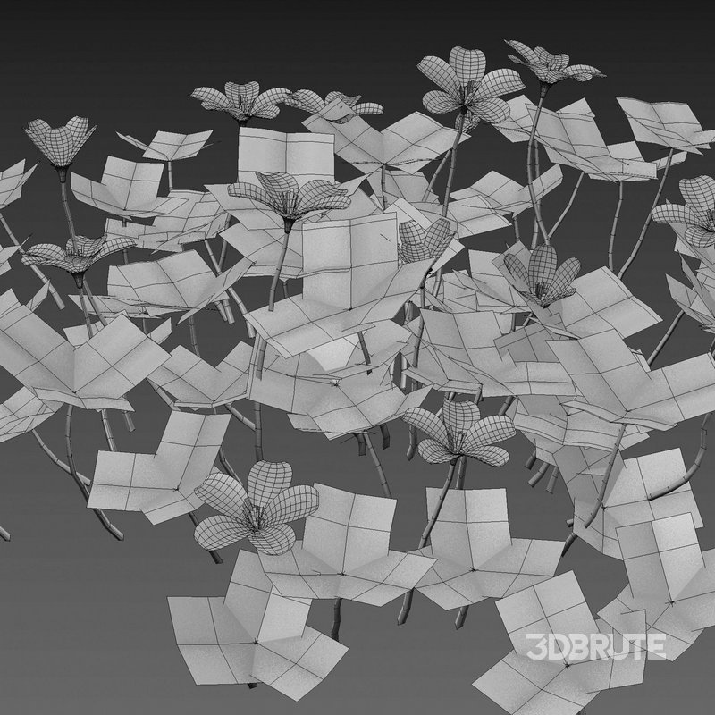 Oxalis suksdorfii grass Image 4