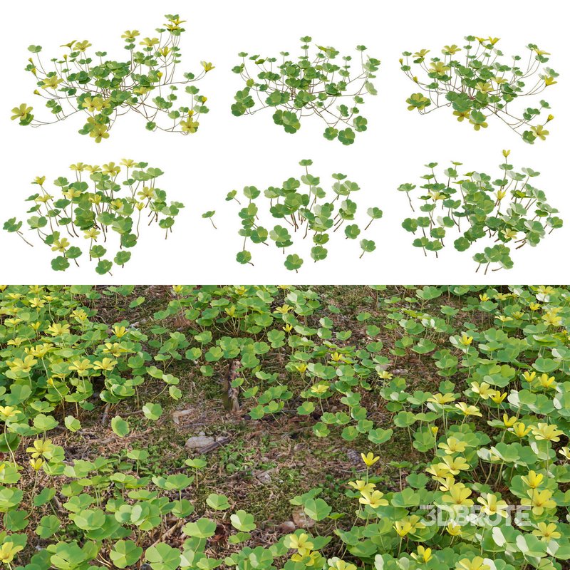 Oxalis suksdorfii grass Image 1
