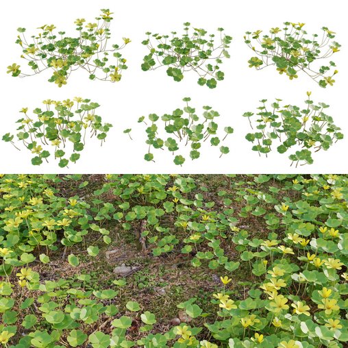 Oxalis suksdorfii grass