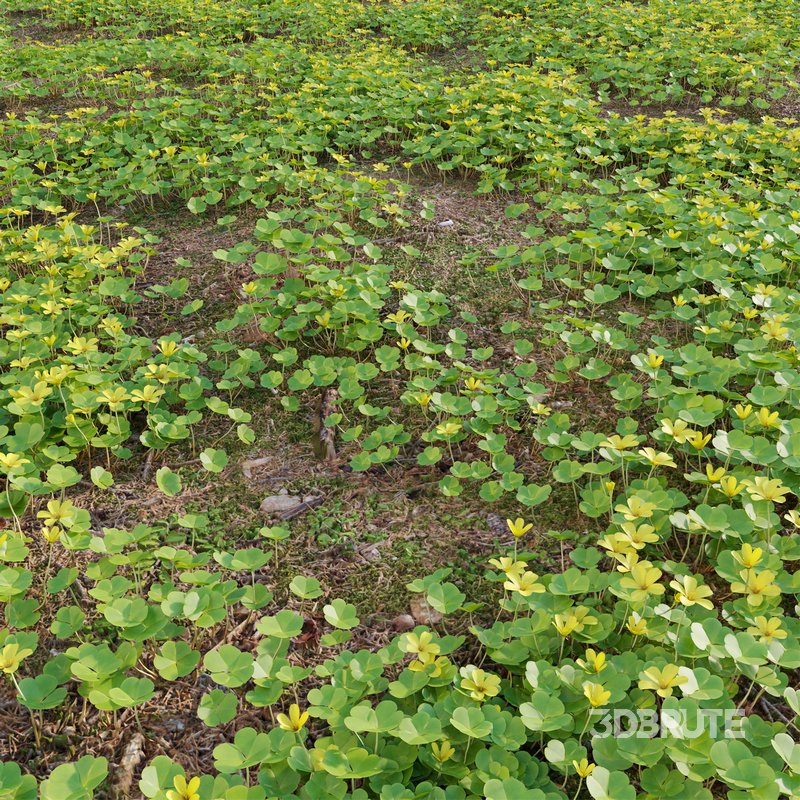 Oxalis suksdorfii grass Image 2