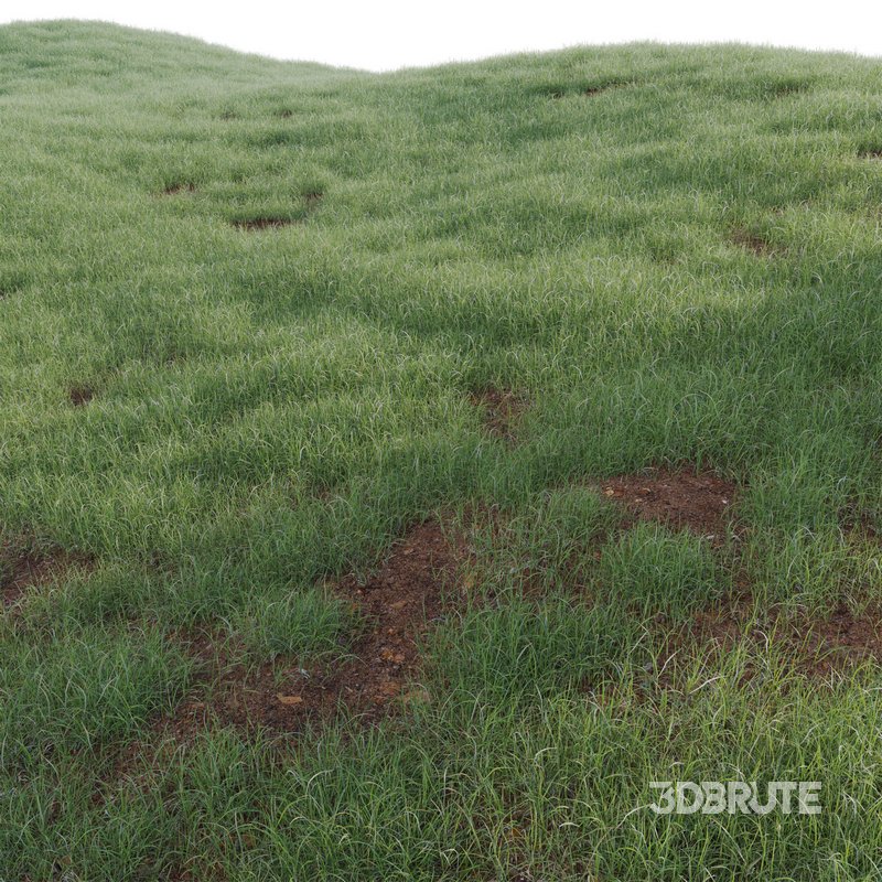 Pennisetum clandestinum – Kikuyu grass Image 2