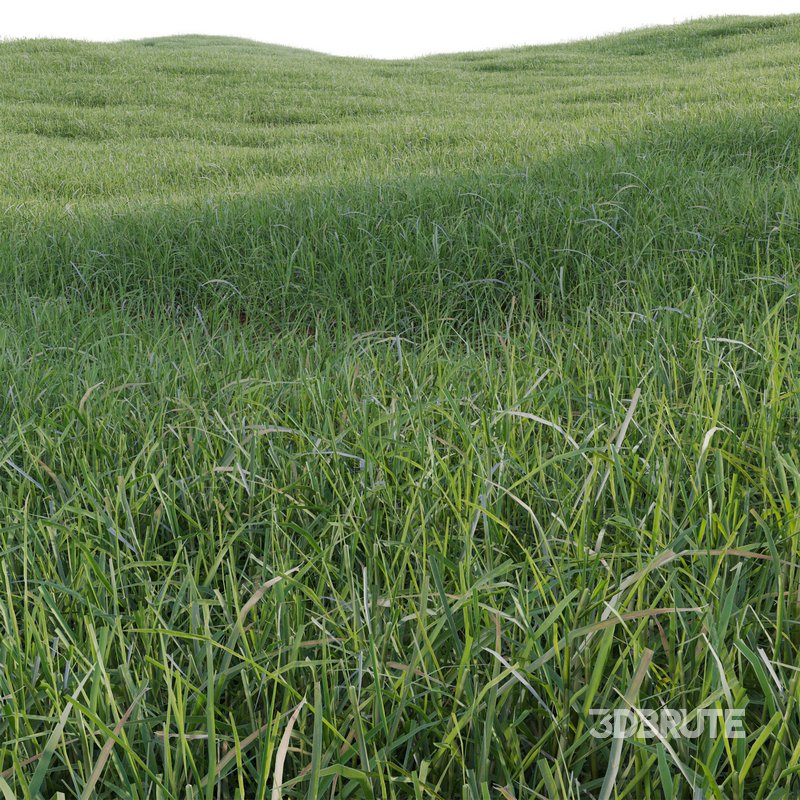 Pennisetum clandestinum – Kikuyu grass Image 3