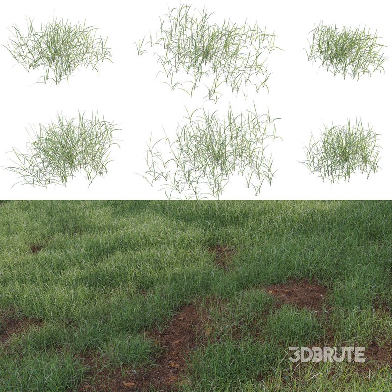 Pennisetum clandestinum – Kikuyu grass Image 1