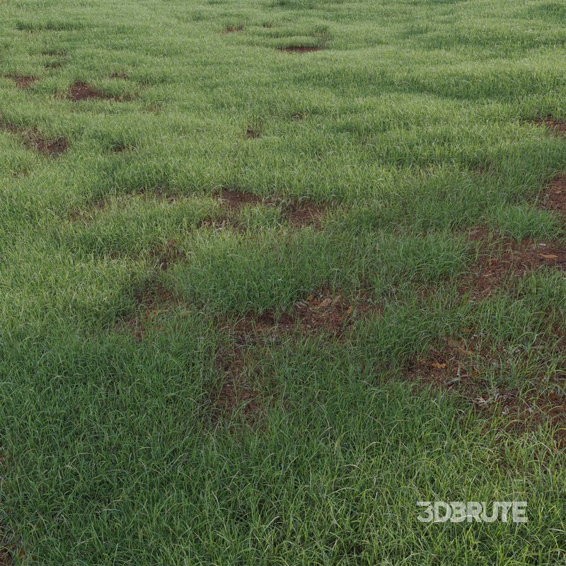Pennisetum clandestinum – Kikuyu grass Image 4