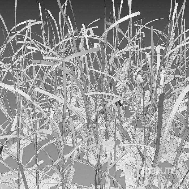 Pennisetum clandestinum – Kikuyu grass Image 5