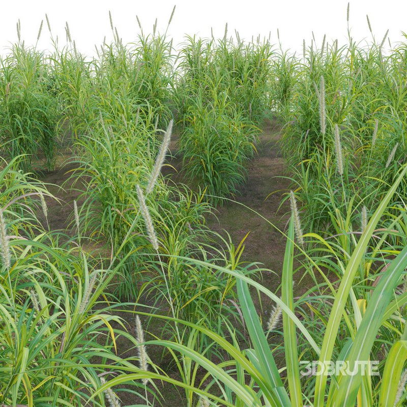 Pennisetum purpureum – Elephant grass Image 4