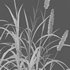 Pennisetum purpureum – Elephant grass - Thumbnail 5