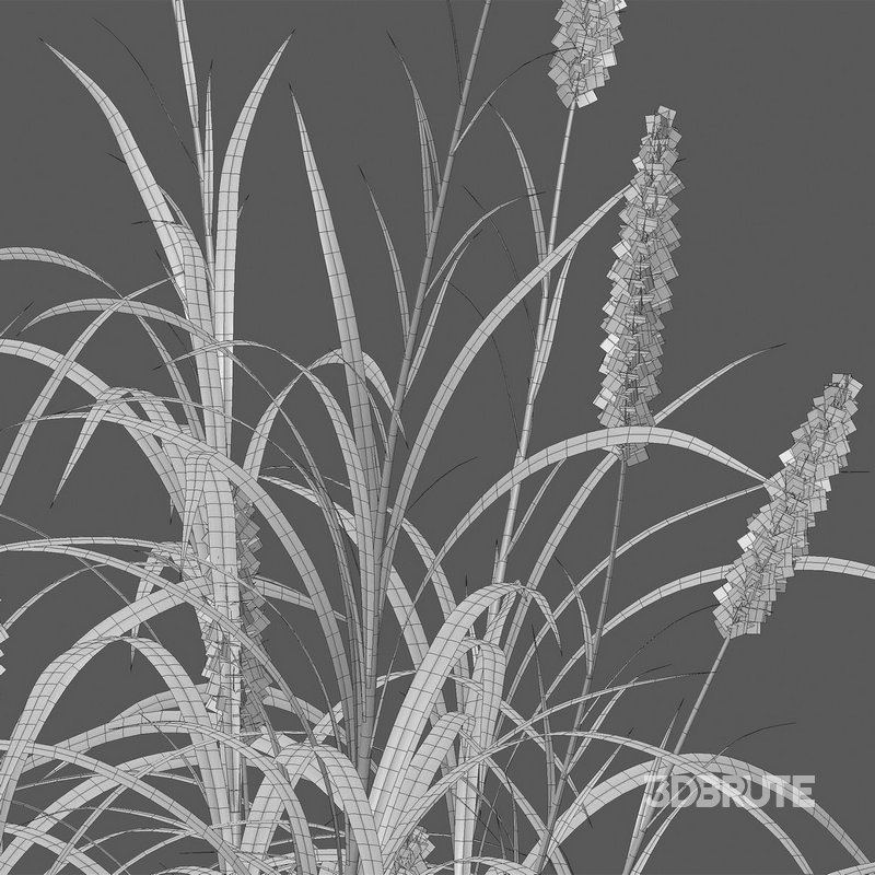 Pennisetum purpureum – Elephant grass Image 5