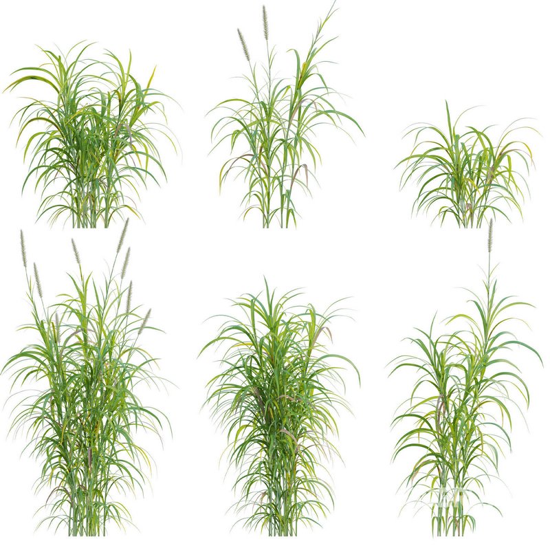 Pennisetum purpureum – Elephant grass Image 1