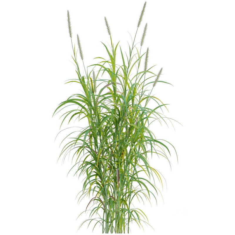 Pennisetum purpureum – Elephant grass Image 2
