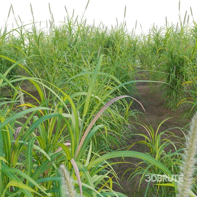 Pennisetum purpureum – Elephant grass Image 3