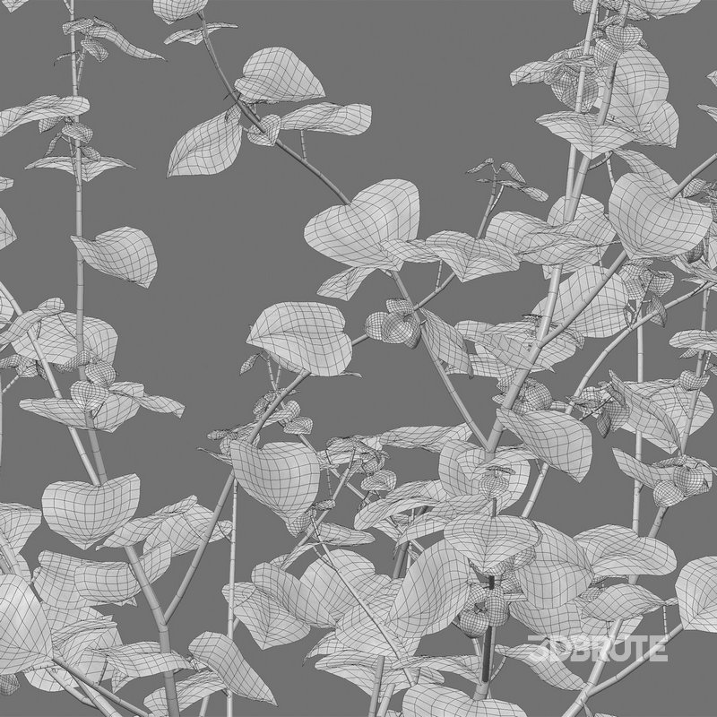 Peperomia pellucida Image 4