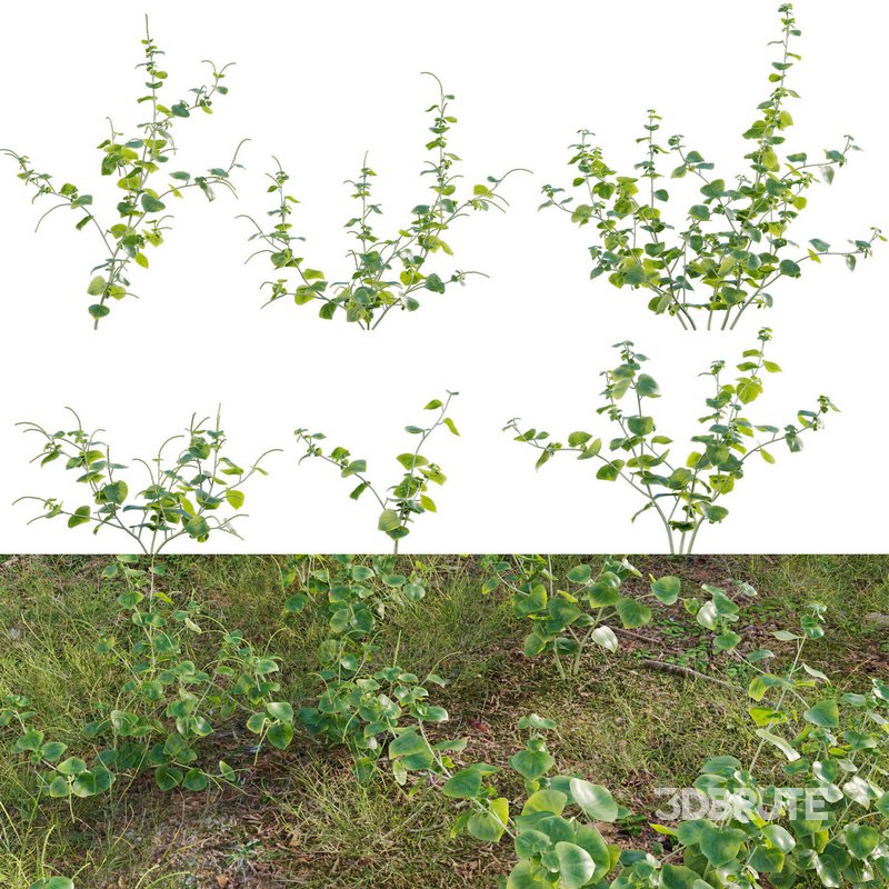 Peperomia pellucida Image 1