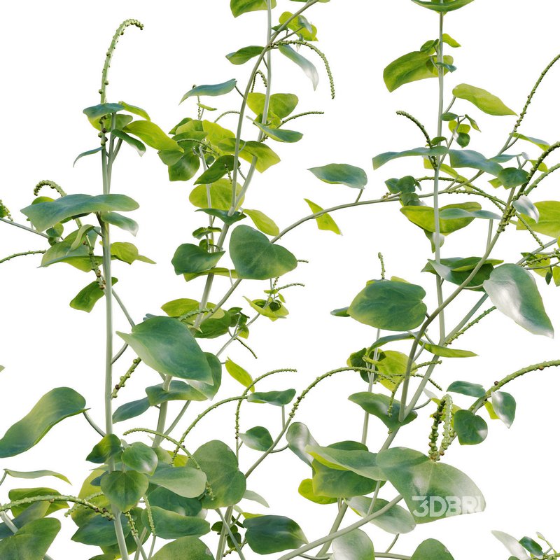 Peperomia pellucida Image 3