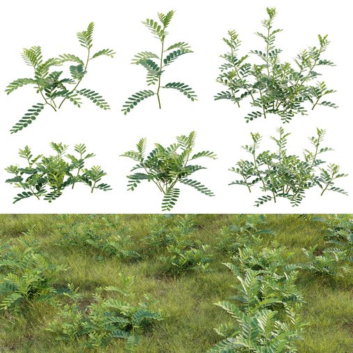 Phyllanthus urinaria grass
