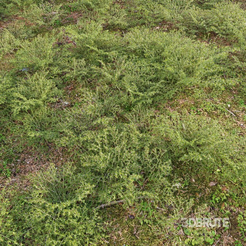 Pilea microphylla grass Image 3