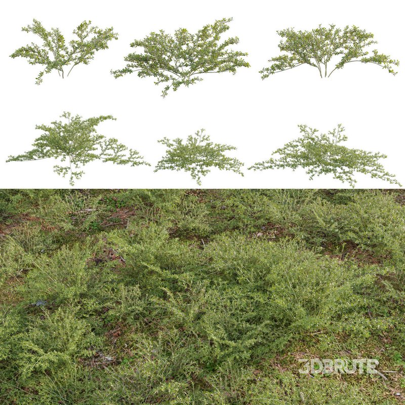 Pilea microphylla grass Image 1