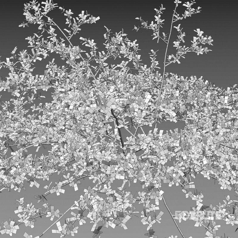 Pilea microphylla grass Image 4