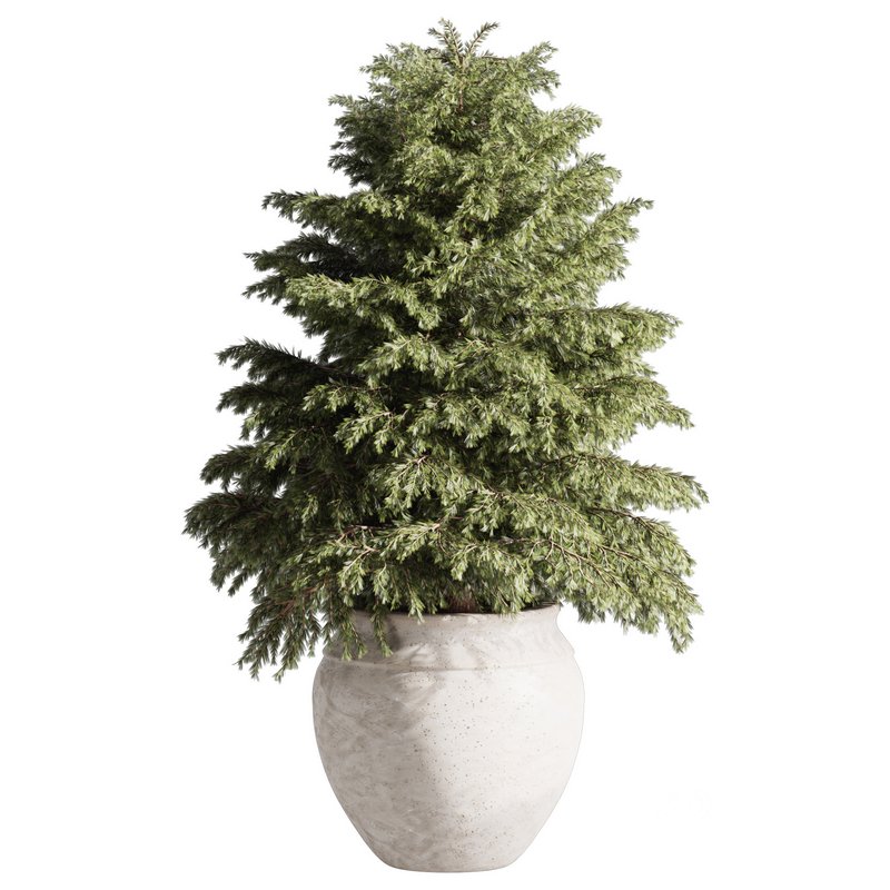 Pine tree outdoor-set33 Image 2