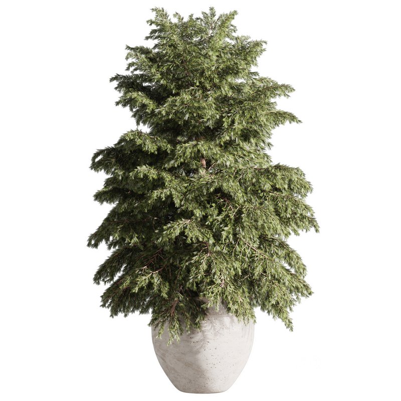 Pine tree outdoor-set33 Image 3