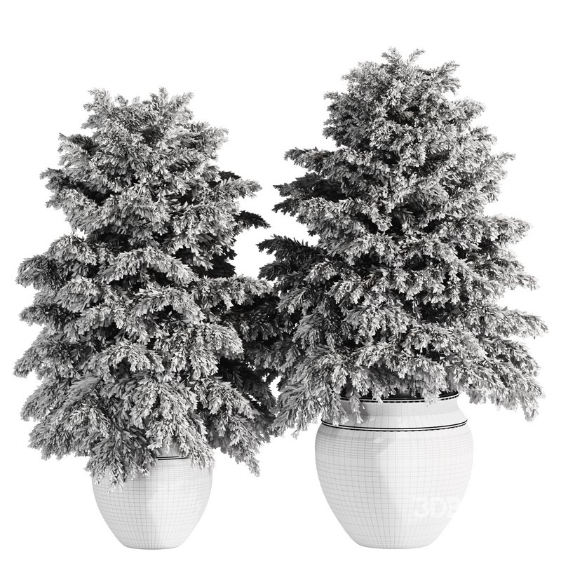 Pine tree outdoor-set33 Image 4