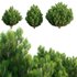 Platycladus orientalis – Biota orientalis – Thuja orientalis 02 - Thumbnail 1