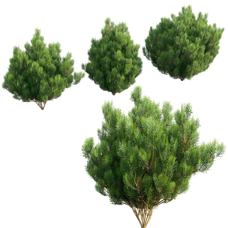 Platycladus orientalis – Biota orientalis – Thuja orientalis 02 Image 2