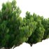 Platycladus orientalis – Biota orientalis – Thuja orientalis 02 - Thumbnail 3