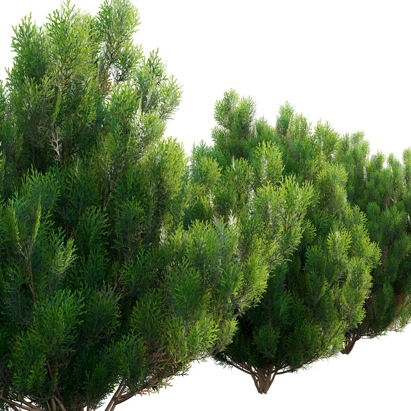 Platycladus orientalis – Biota orientalis – Thuja orientalis 02 Image 3