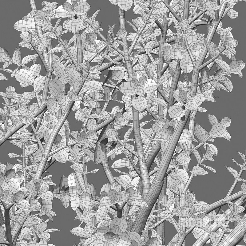 Portulacaria afra – Elephant bush Image 3