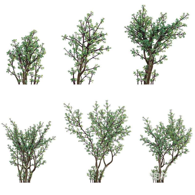 Portulacaria afra – Elephant bush Image 1