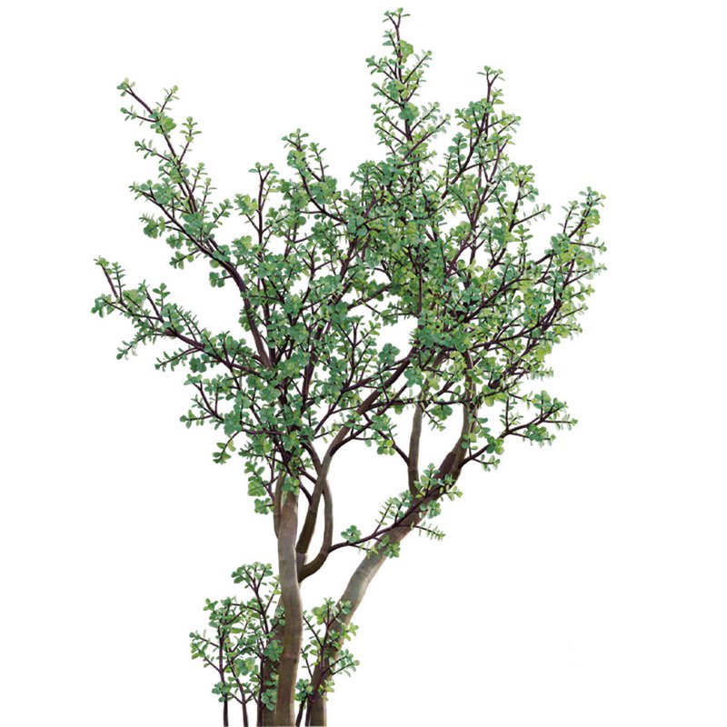 Portulacaria afra – Elephant bush Image 2