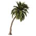 Palm Tree Set23 - Thumbnail 1
