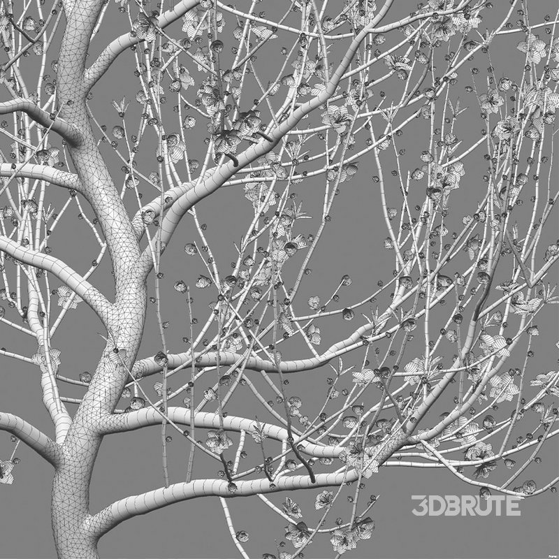 Prunus persica – Peach – Nectarine Trees – 04 Image 4