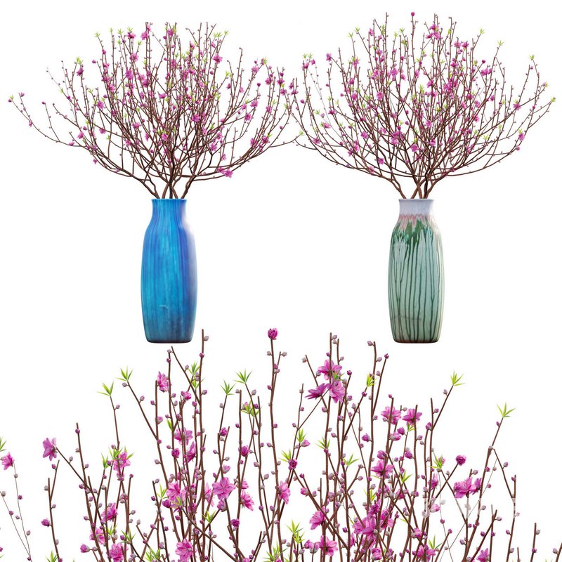 Prunus persica – Peach – Nectarine Trees – 06 Image 1