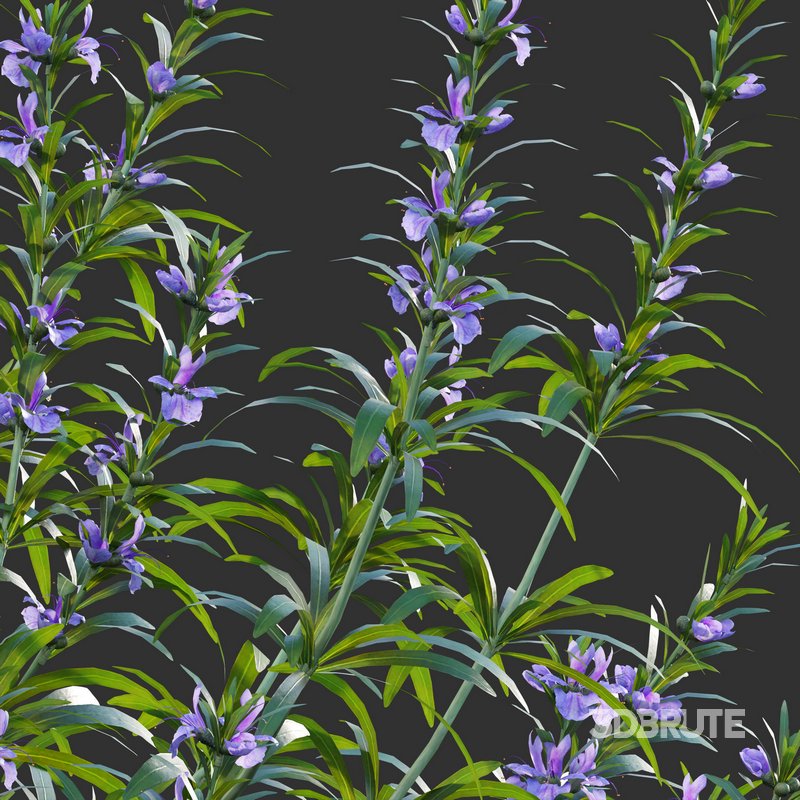 Rosmarinus – Rosemary – Romarin 02 Image 2