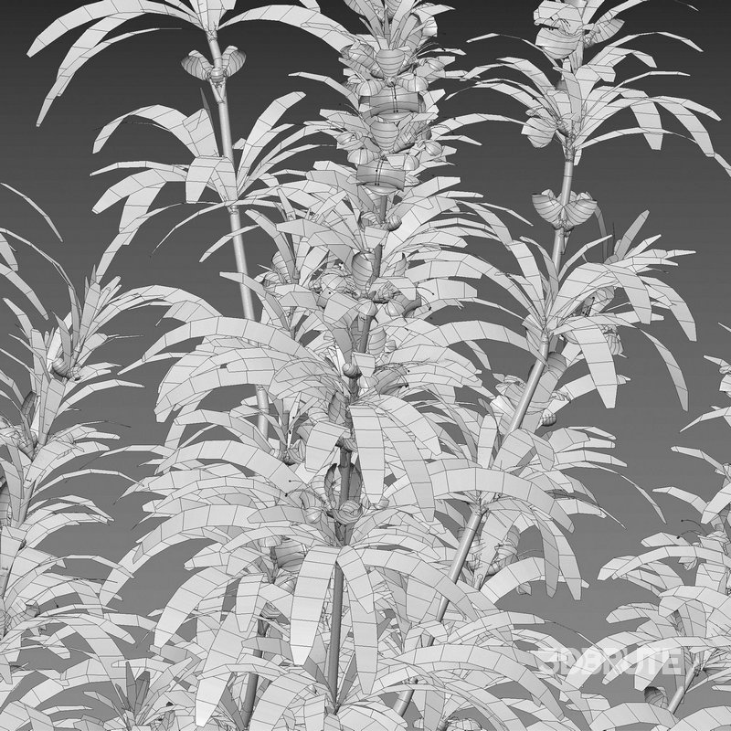 Rosmarinus – Rosemary – Romarin 02 Image 5