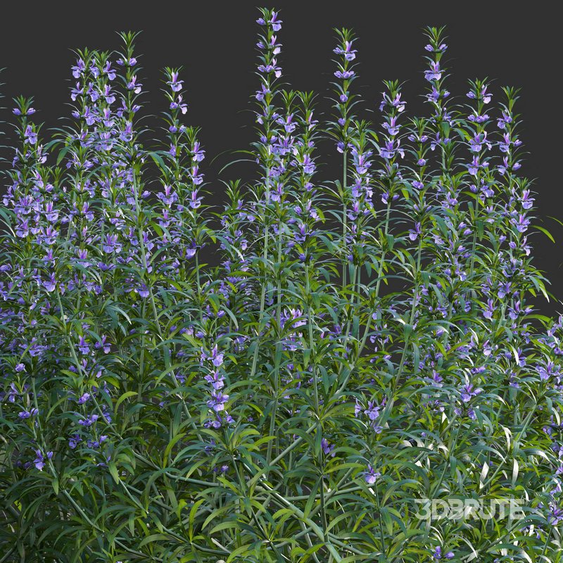 Rosmarinus – Rosemary – Romarin 02 Image 4