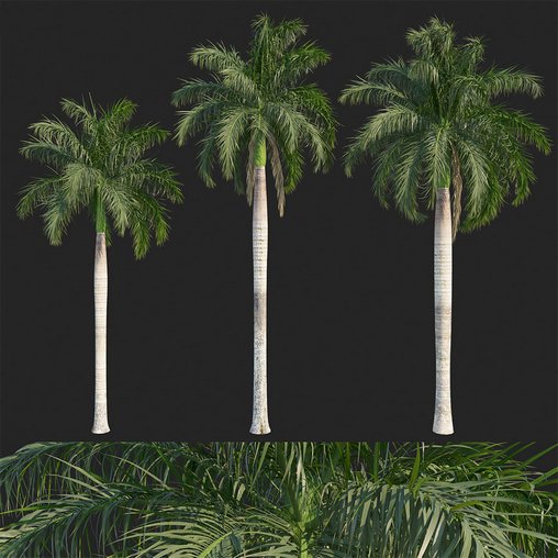 Roystonea regia_01_wind