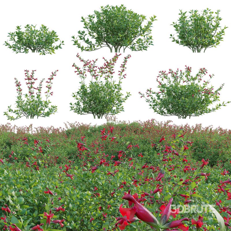 Salvia darcyi – Galeana Red Sage Image 1