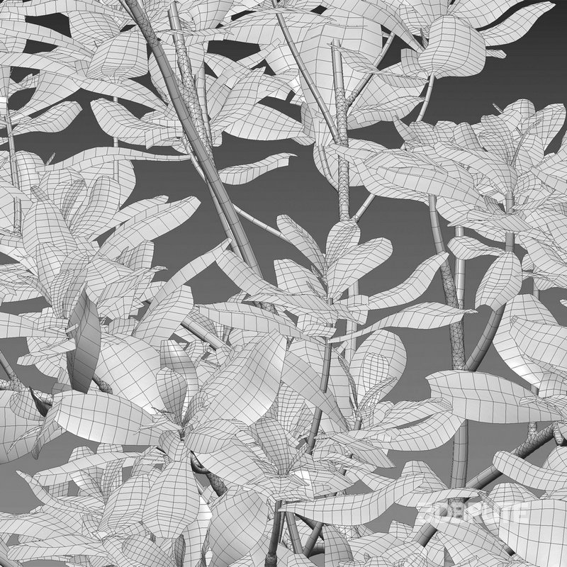 Scaevola taccada – beach naupaka Image 4