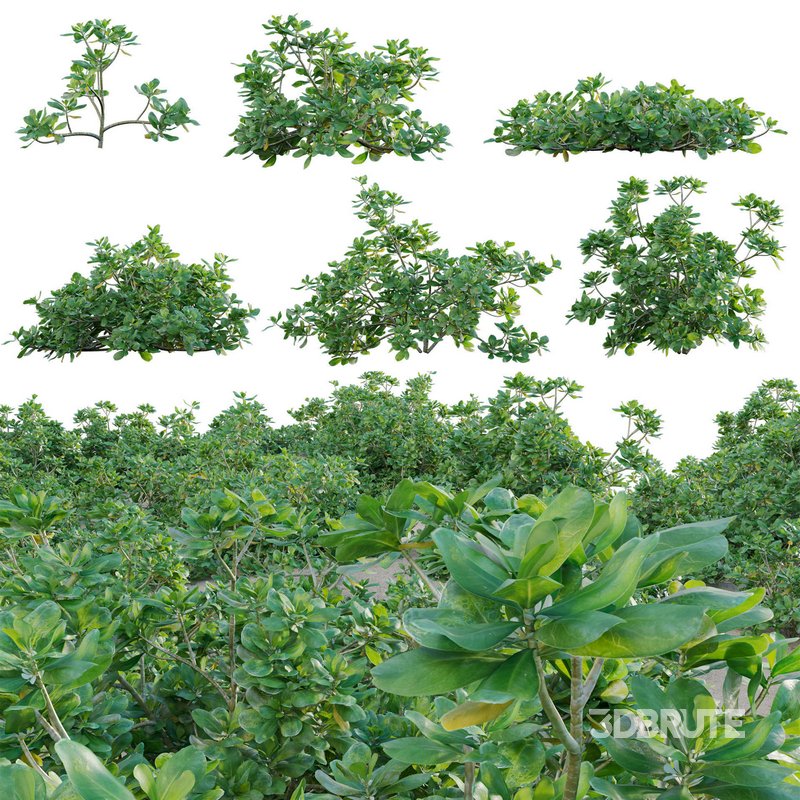 Scaevola taccada – beach naupaka Image 1