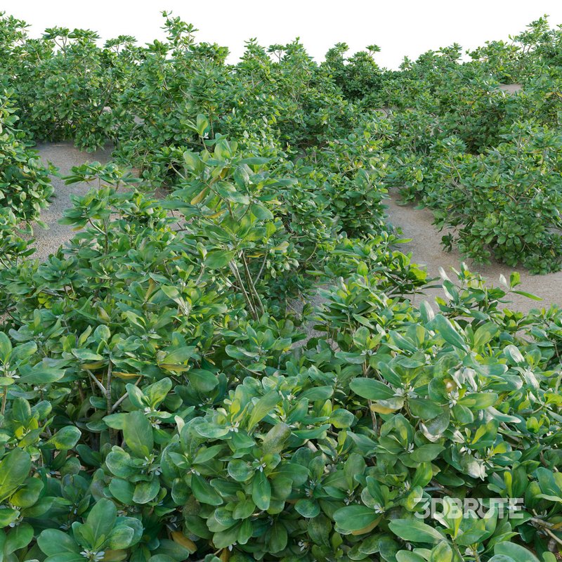 Scaevola taccada – beach naupaka Image 2